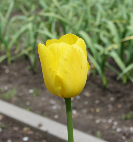 Kwiat tulipan